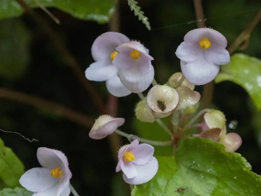 Begonia josephi