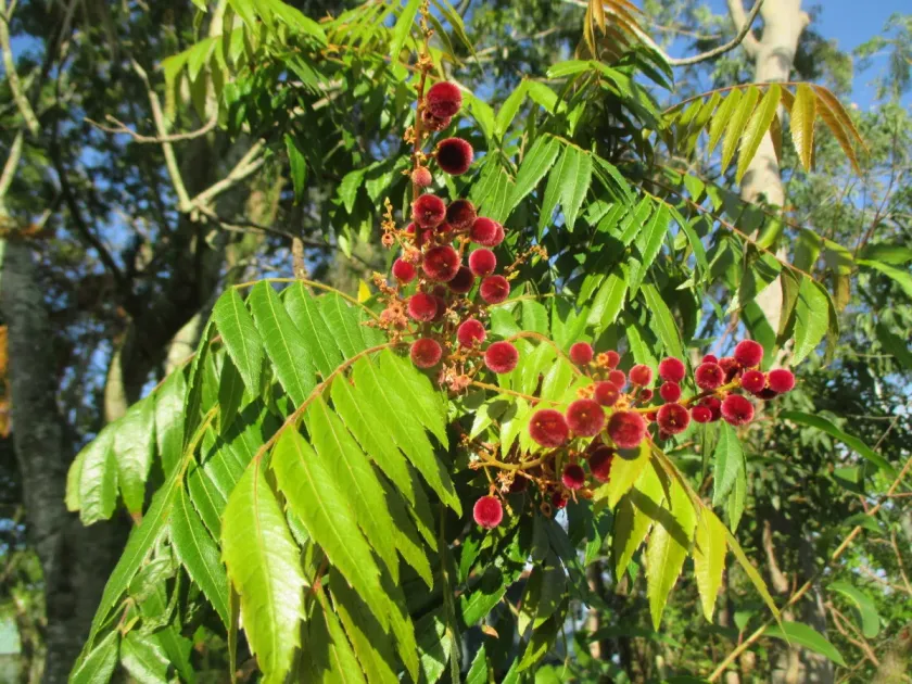Jagera javanica