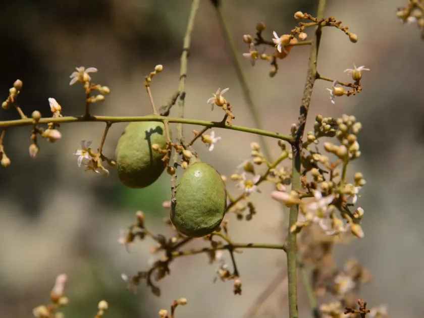 Connarus paniculatus