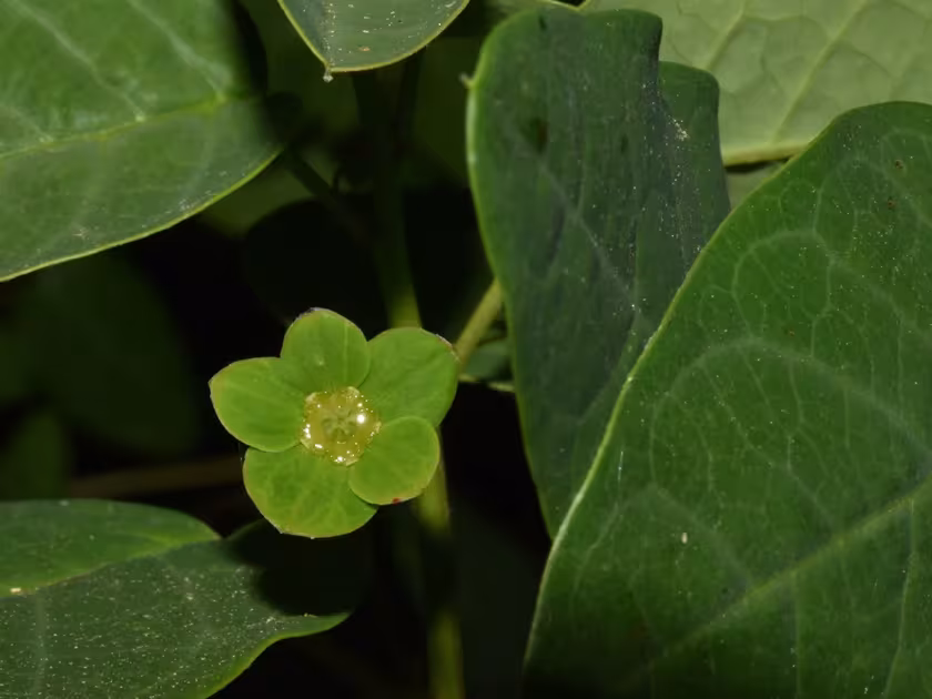 Leptopus cordifolius
