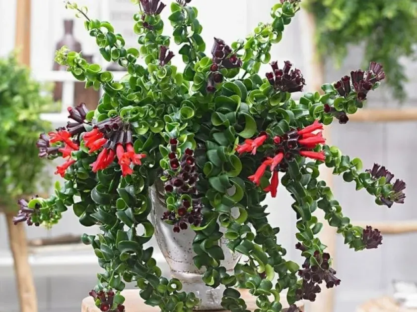 Aeschynanthus superbus