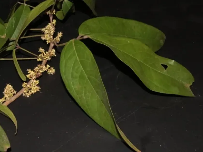 Agelaea macrophylla