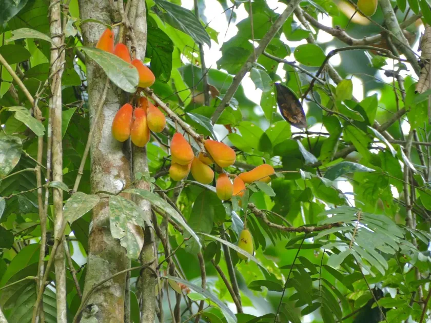 Cnestis palala