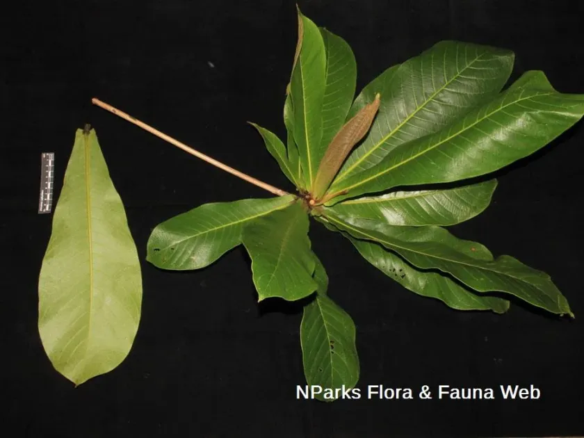 Terminalia foetidissima
