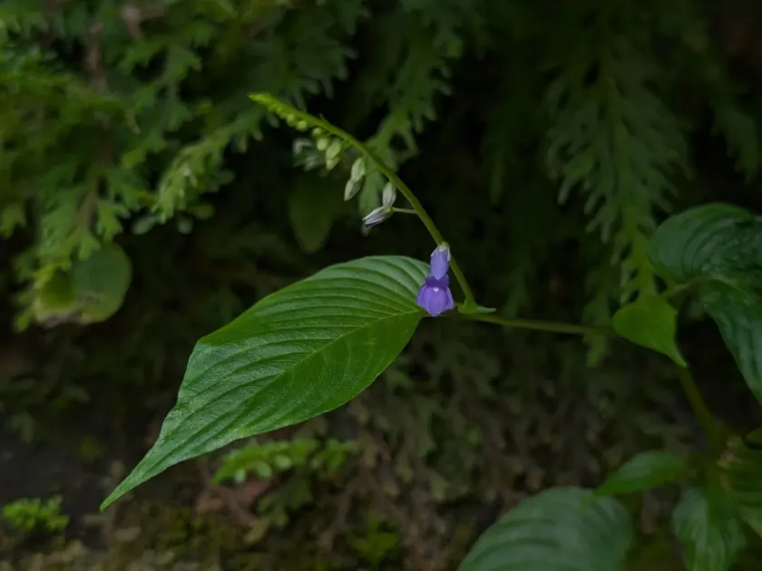 Rhynchoglossum obliquum