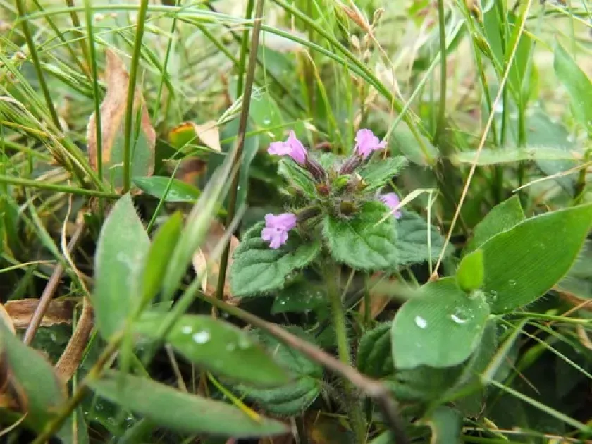 Clinopodium umbrosum