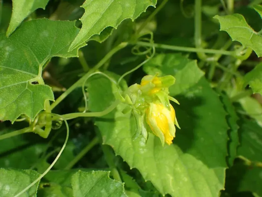 Тладианта сердцелистная