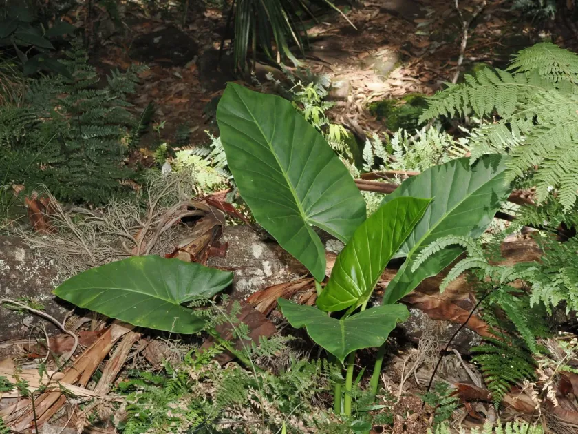 Brisbane taro