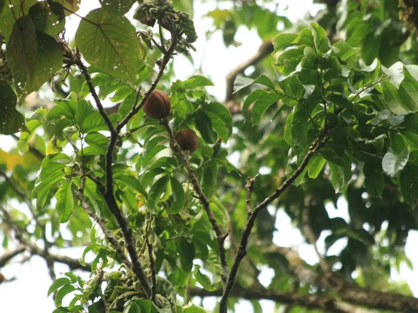 Dysoxylum gotadhora