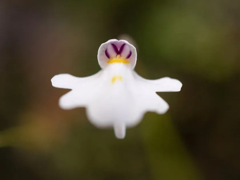 Utricularia brachiata