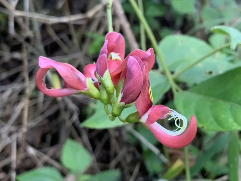 Apios carnea
