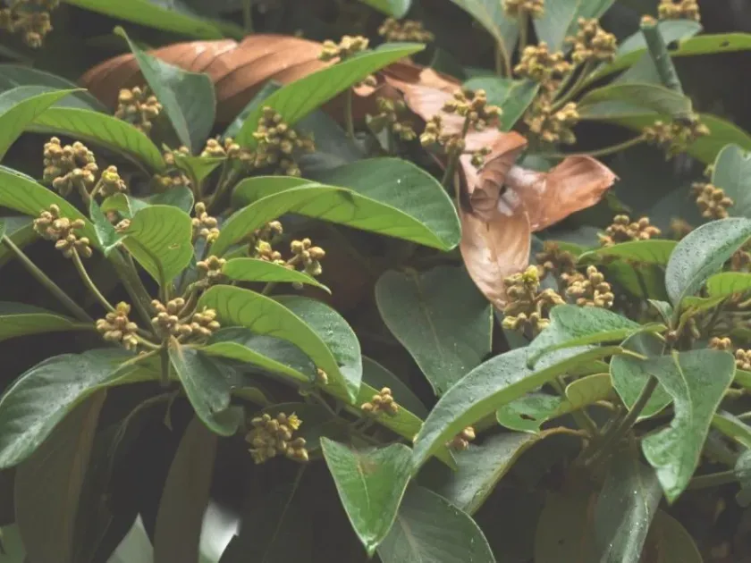 Phoebe bootanica