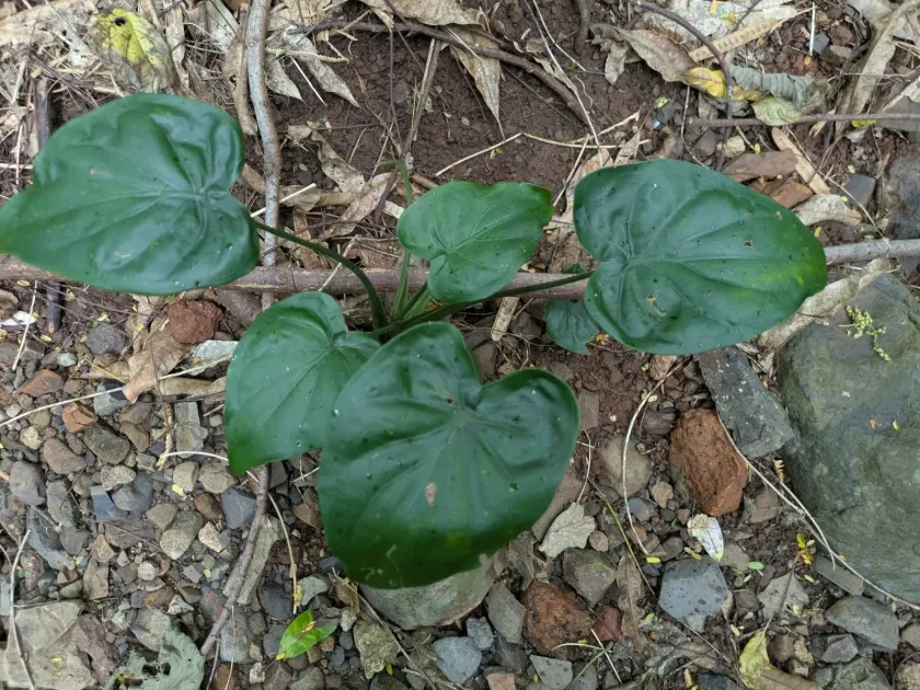 Alocasia cucullata