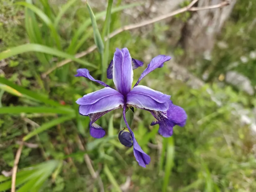 Iris clarkei