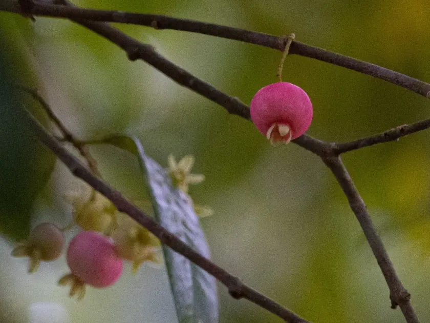 Syzygium fibrosum