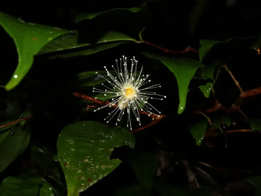 Syzygium xerampelinum