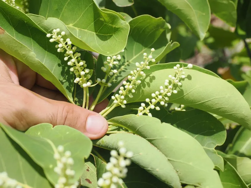 Terminalia melanocarpa