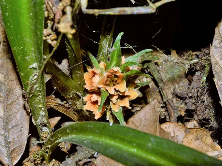 Rohdea nepalensis