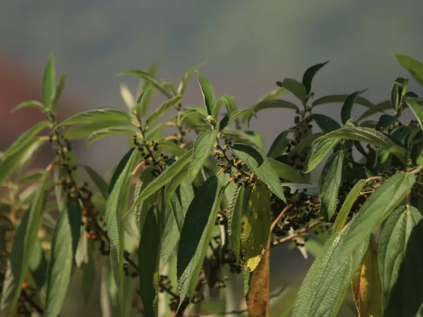 Debregeasia longifolia