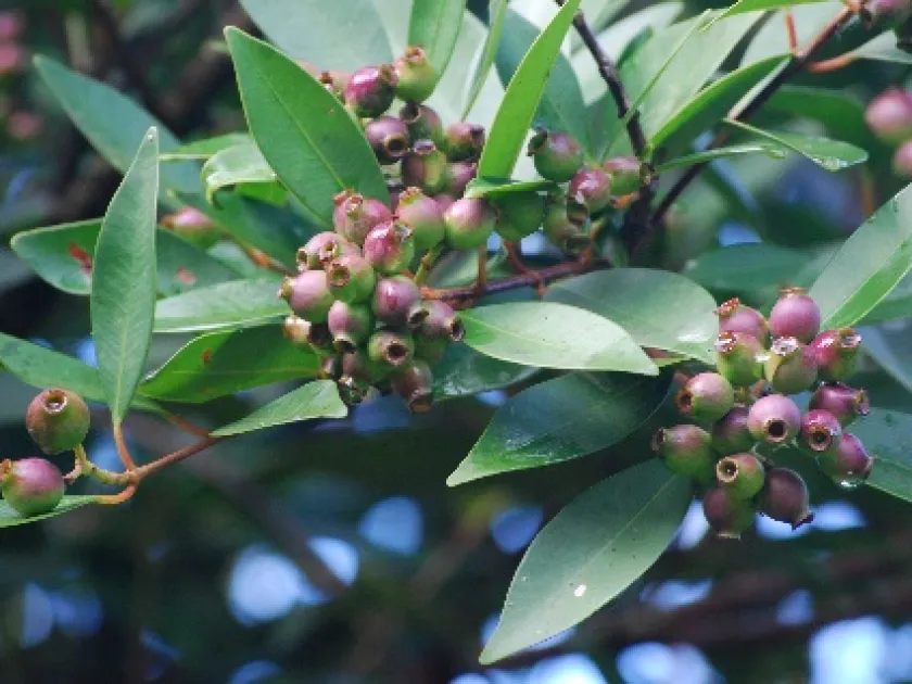 Symplocos glomerata