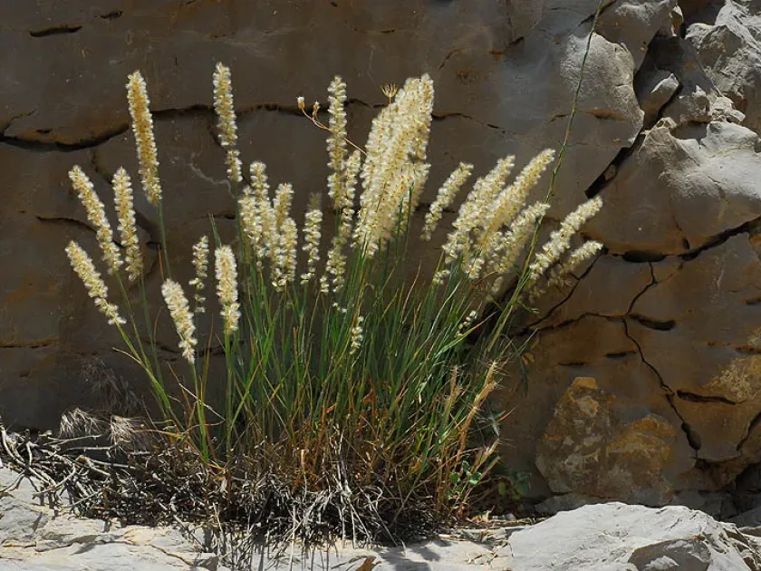 Melica persica