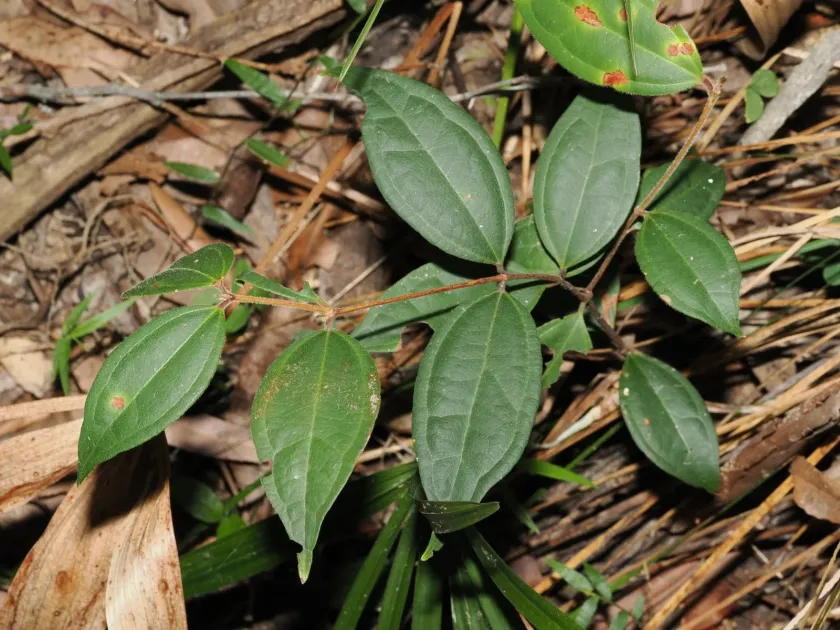 Scrub Turpentine