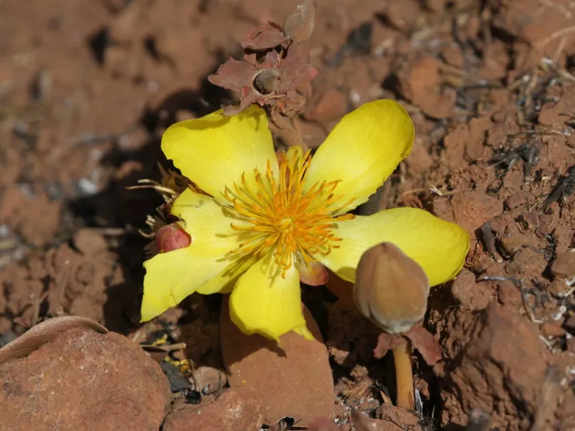 Cochlospermum tinctorium