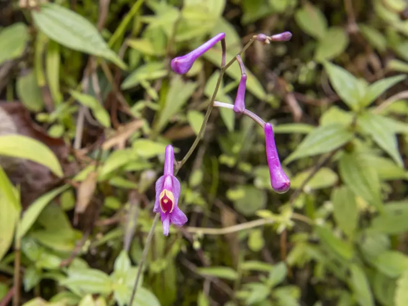 Anthogonium gracile