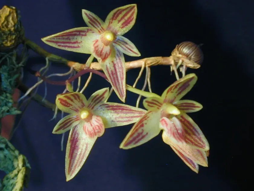 Bulbophyllum striatum