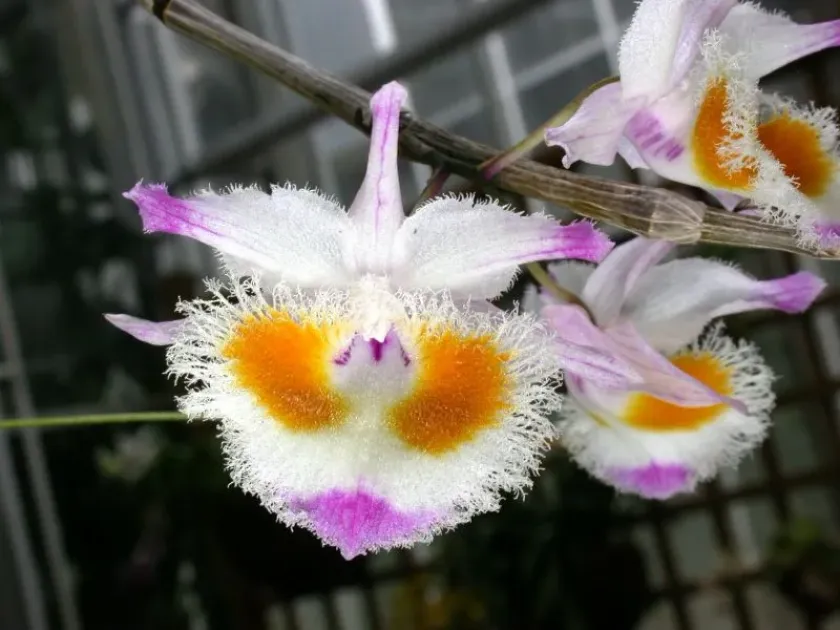 Dendrobium arunachalense