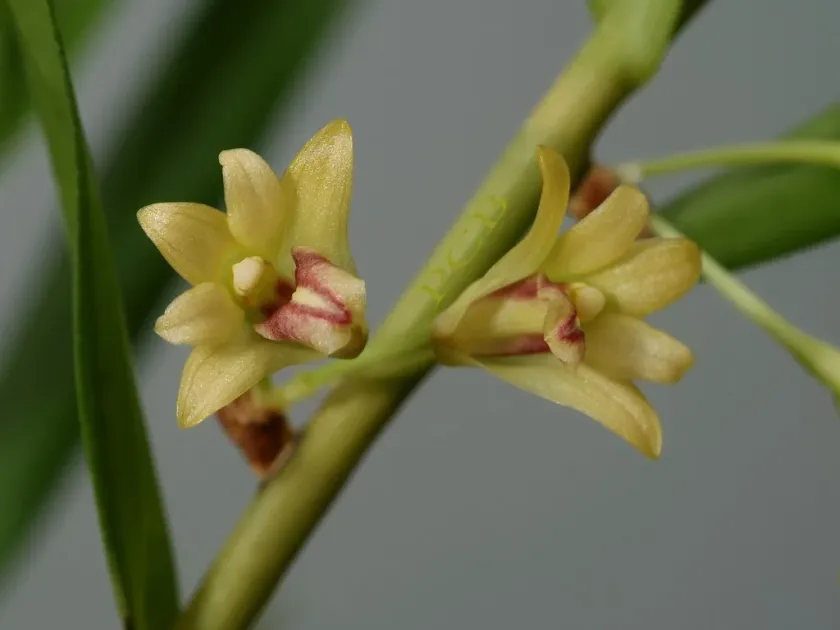 Dendrobium salaccense