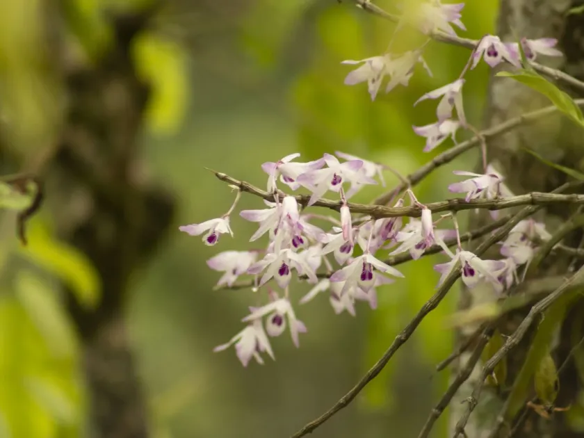 Dendrobium transparens