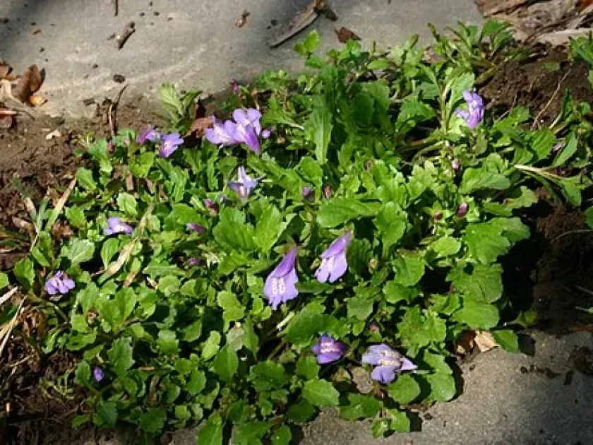 Mazus dentatus