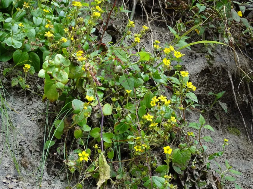 Parnassia-leaved saxifrage