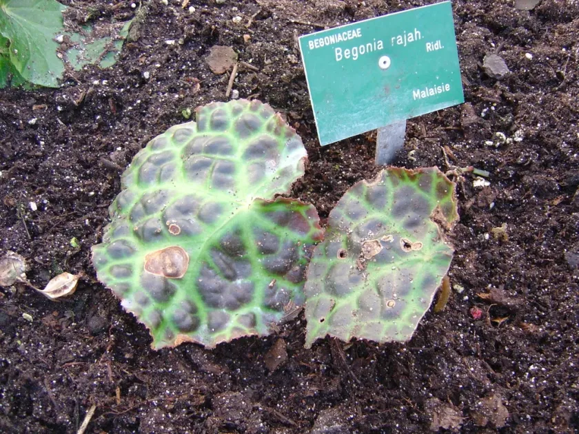 Begonia rajah