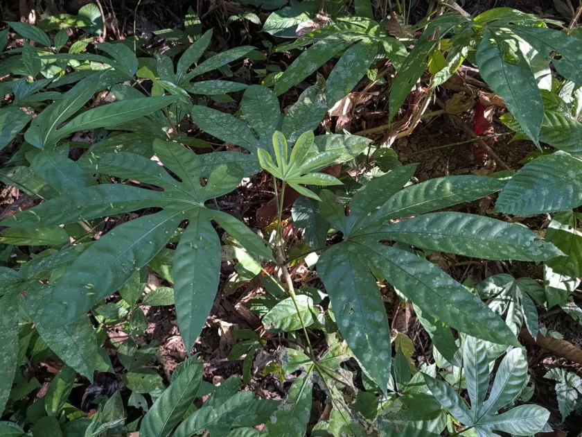 Trevesia palmata