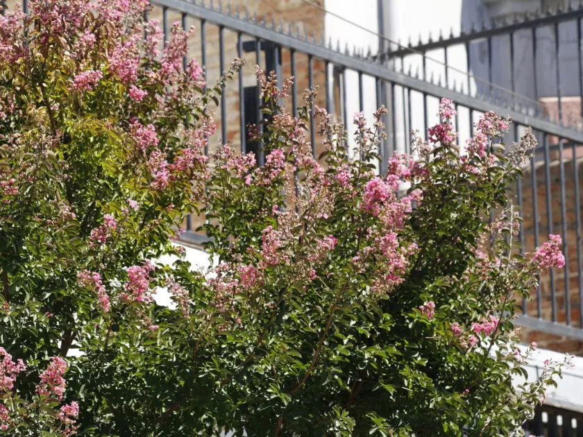 Crape myrtle