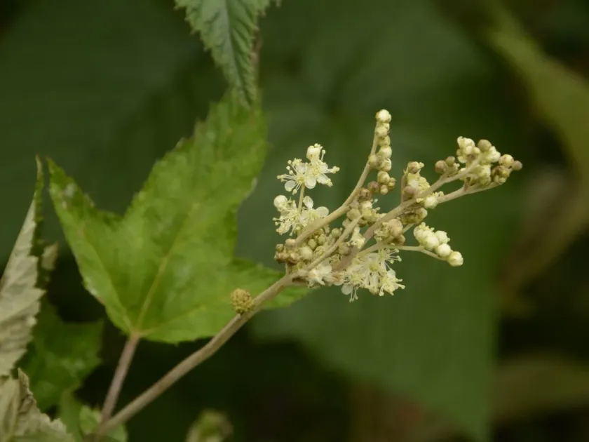 Filipendula vestita