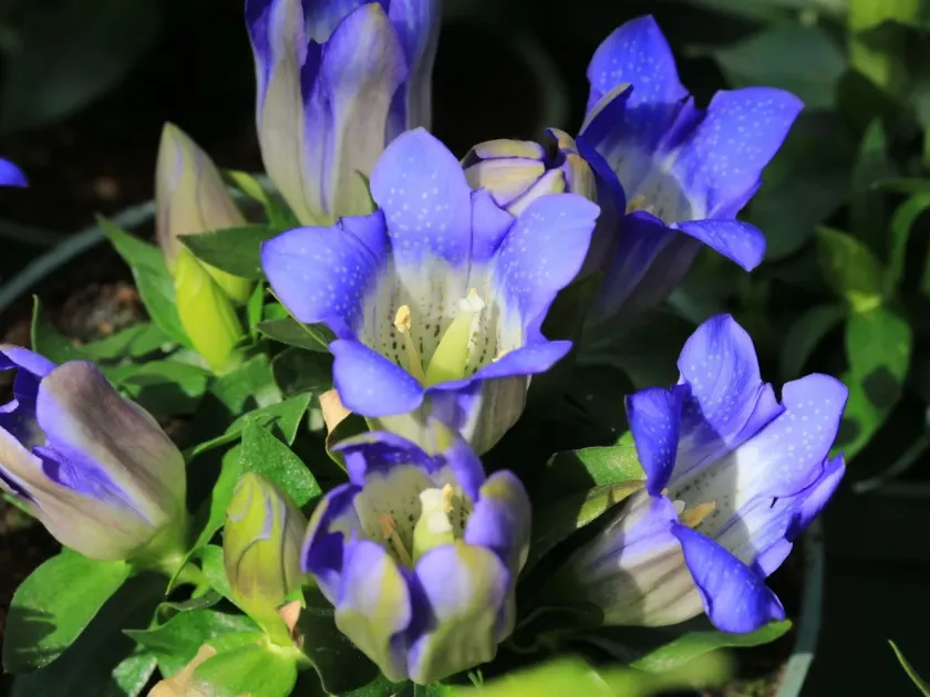 Hybrid gentian