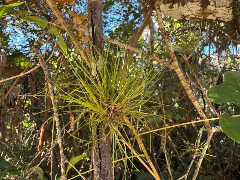 Tillandsia setacea
