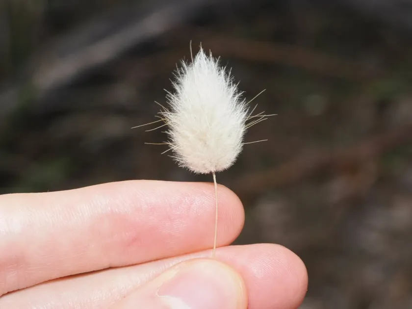 Hare's tail grass