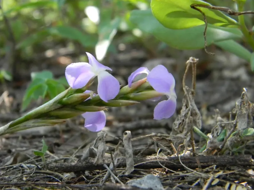 Tillandsia reichenbachii