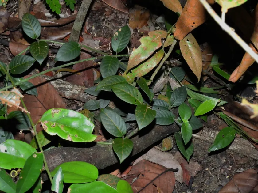 Psychotria ovoidea