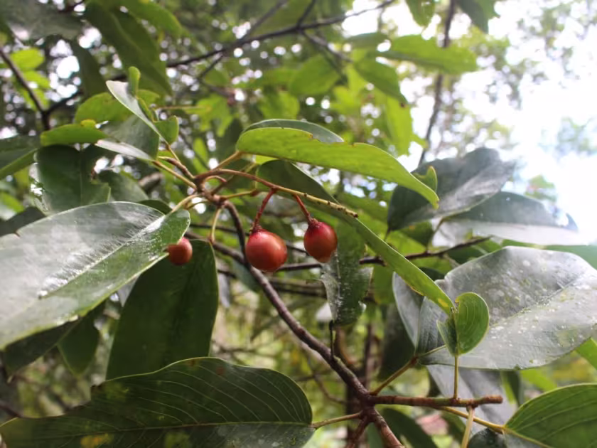 Bhesa ceylanica