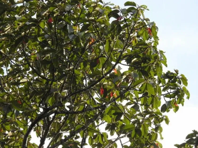 Dipterocarpus hispidus