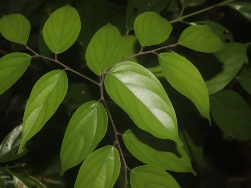 Hopea jucunda