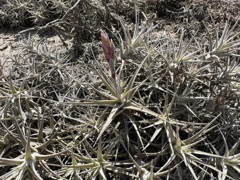 Tillandsia marconae