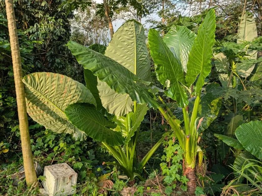 Giant taro