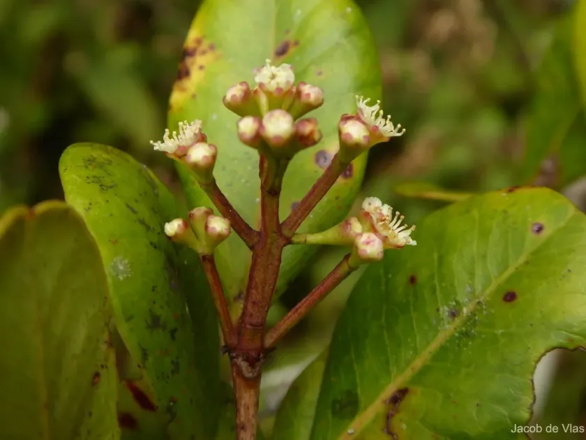 Syzygium revolutum