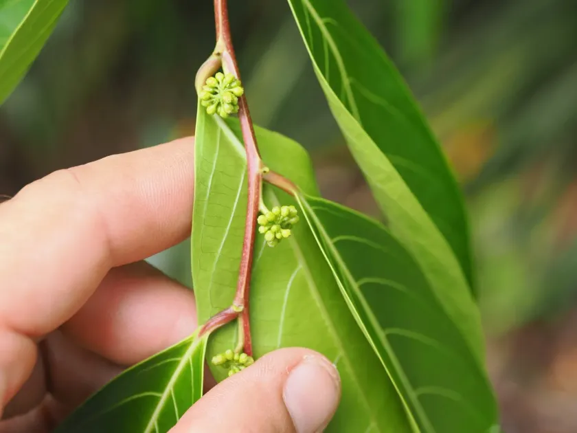 Glochidion zeylanicum